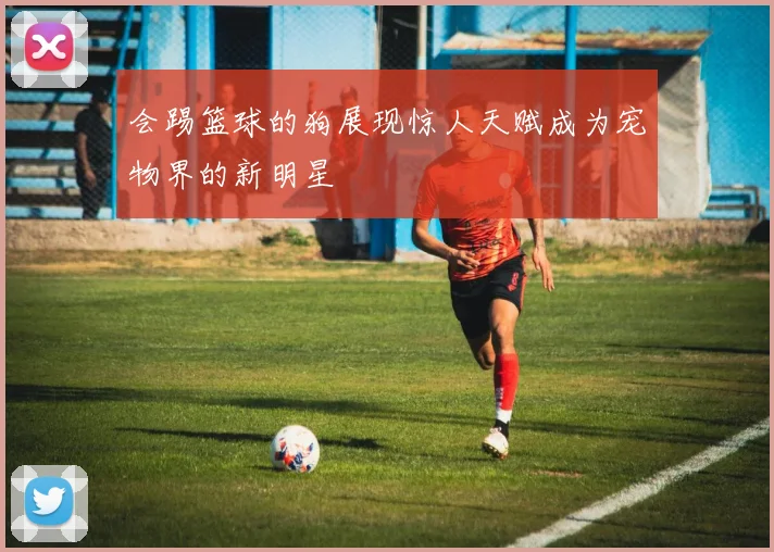 会踢篮球的狗展现惊人天赋成为宠物界的新明星